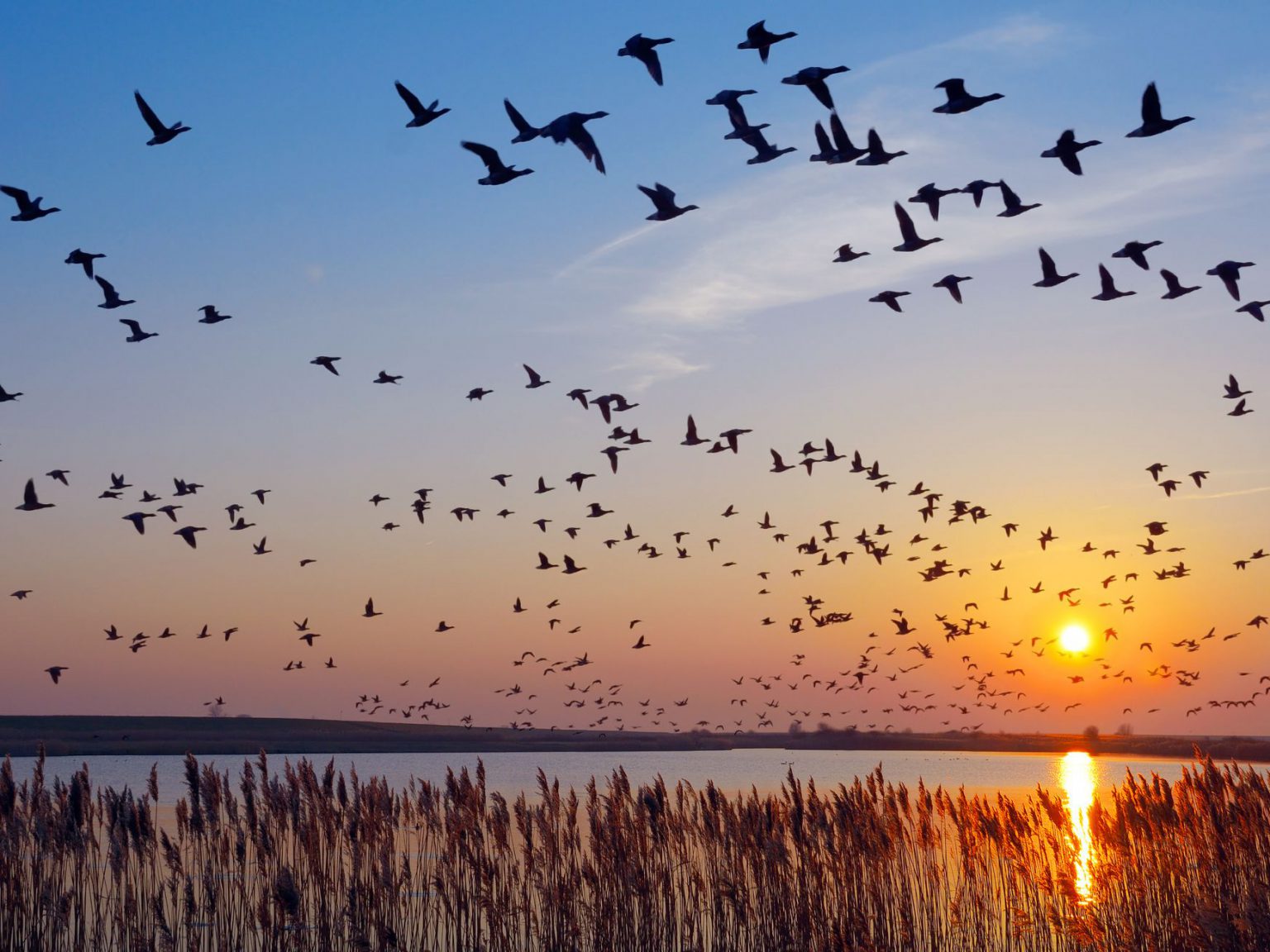 Utah’s Wildlife Migration Initiative | PLPCO