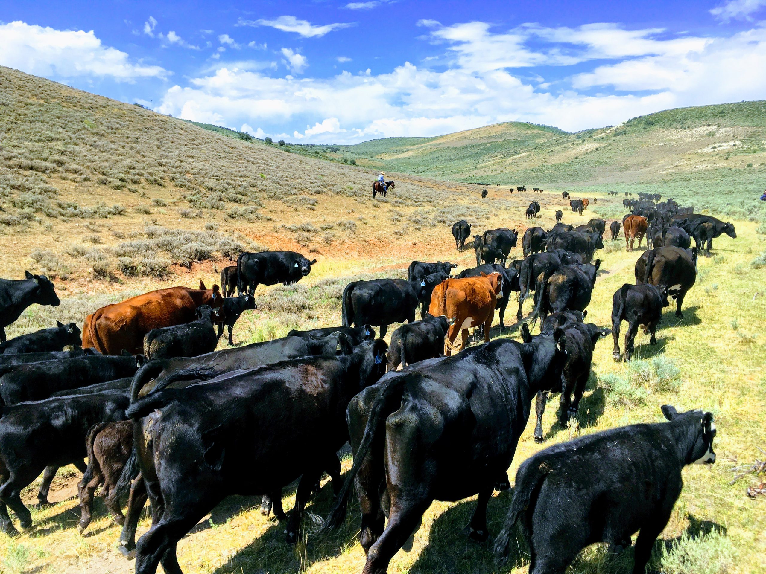 Featured image for “Grazing Improvement Program”