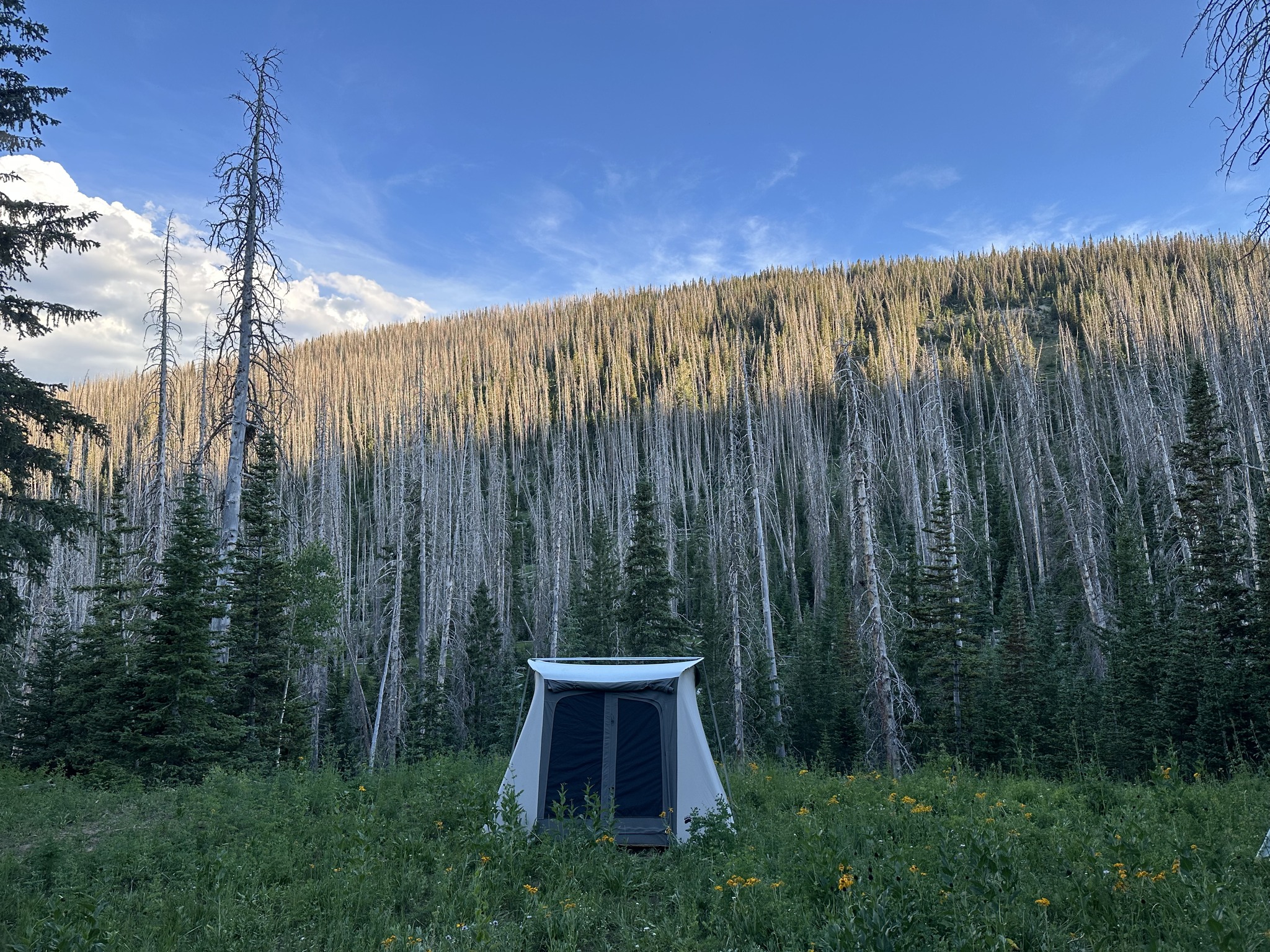 Featured image for “Roadless Rule”