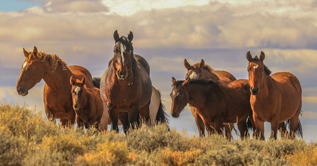 Featured image for “Wild Horses and Burros Management”